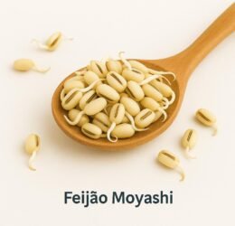 Feijão Moyashi